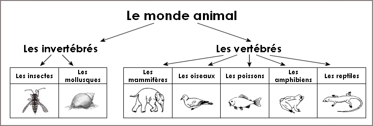 classification des animaux : http://soutien67.free.fr/svt/animaux/classification/classification01.htm